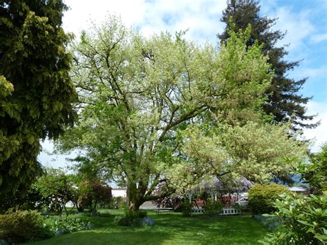 maple trees native to pennsylvania.